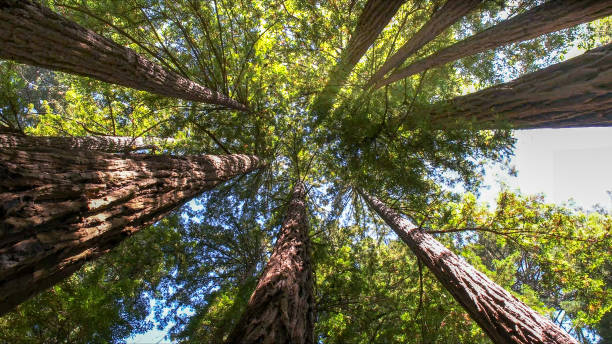 How Our Tree Care Process Works  in  West Hurley, NY